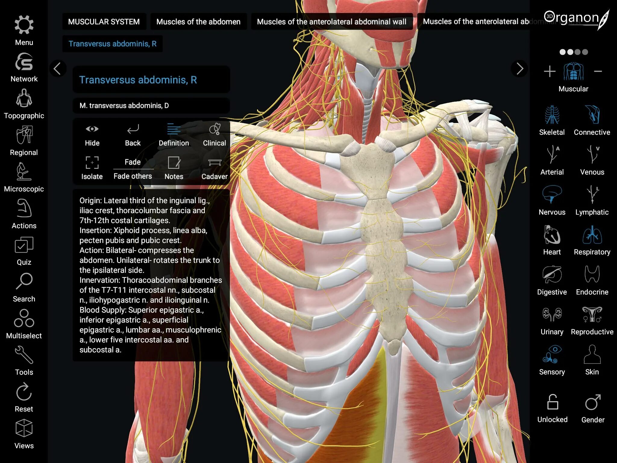 3d organon anatomy portable. Organon vr. Приложение анатомия человека. 3d organon anatomy. Organon vr.