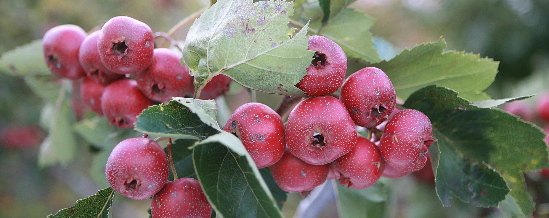 крымский питомник саженцев. крымский питомник растений. яблоня джеромини подвой мм 106. саженцы крыма каталог. саженцы крыма каталог.