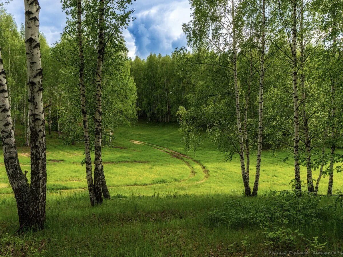 Алтайская березка. Березовая роща Рязань. Березовая роща Алтайский край. Берёзовая роща Курск. Березовые Рощи на Алтае.