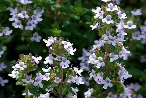 Thymus vulgaris