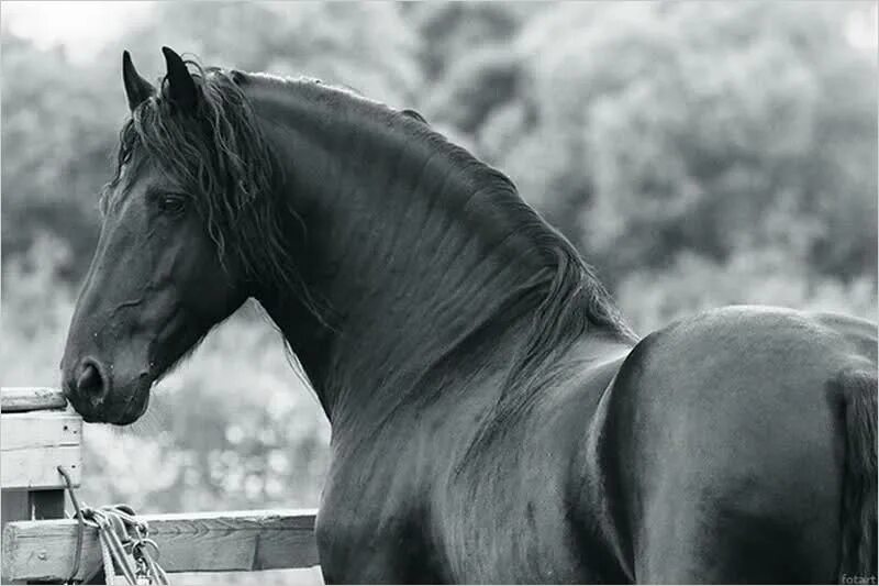 Лошади вытянувшие черные головы и согнувшиеся. Фризская лошадь профиль головы. Красивые лошади. Картинки лошадей. Красивые морды лошадей.