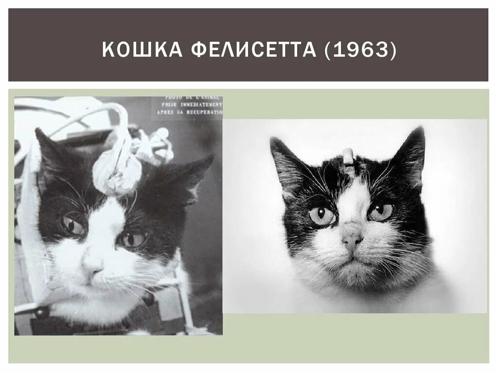 Кошка полетевшая в космос. Первая кошка космонавт Фелисетт. 18 Октября 1963 года Франция кошка Фелисетт. Кошка Фелисетт. Кошка Фелисетта в космосе.