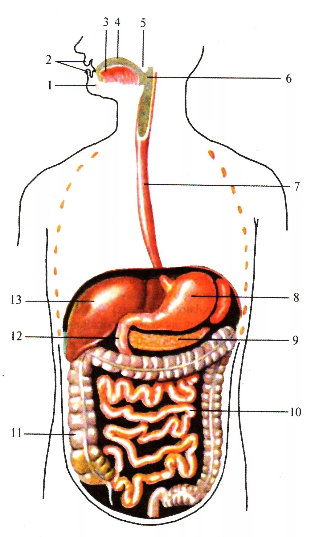 Желудок и полость рта. Схема расположения органов пищеварительной системы. Строение желудочно-кишечного тракта. Желудочно-кишечный тракт схема рисунок. Схема желудочно-кишечного тракта.