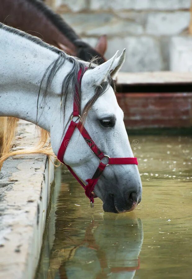 Лошадь пила воду. Лошади в воде. Лошадь пьет воду. Лошадь пьющая воду. Лошадь пьет.