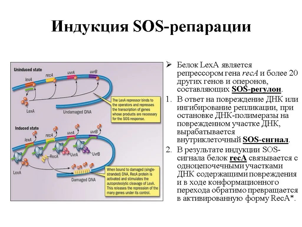 Ответ на репарации. Ответ на репарации. Ответ на репарации. Днк-полимераза фага т4. Эндонуклеаза репарация.