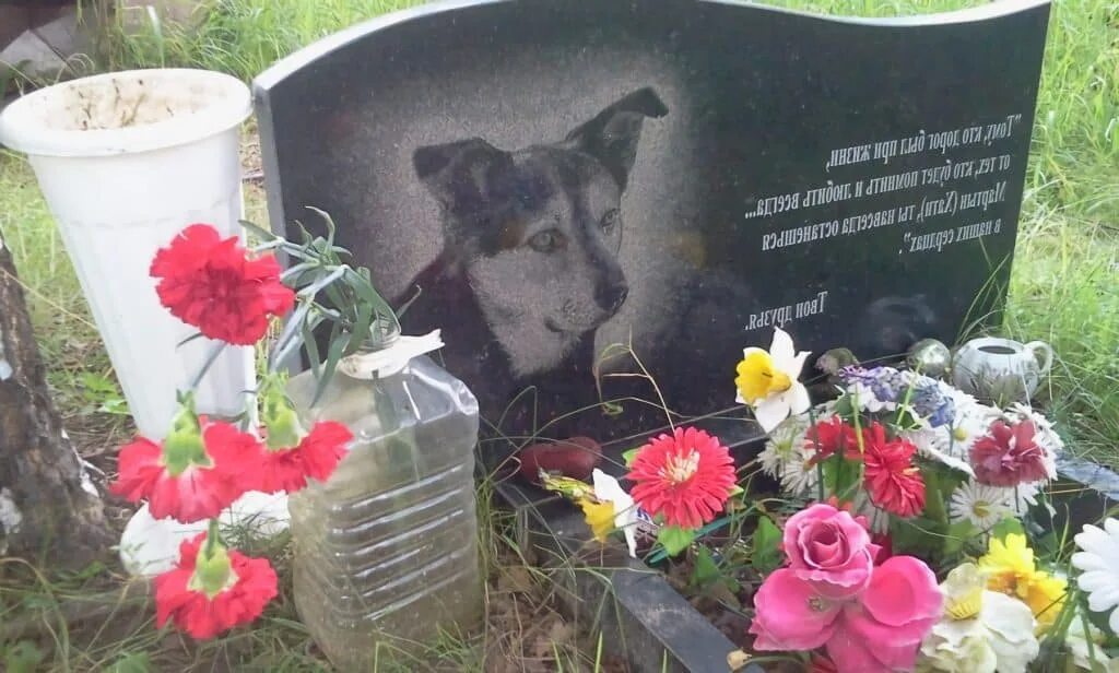 На кладбище приходит собака. Собака хатико на кладбище. Собачья преданность. На кладбище приходит собака. Могилки животных.