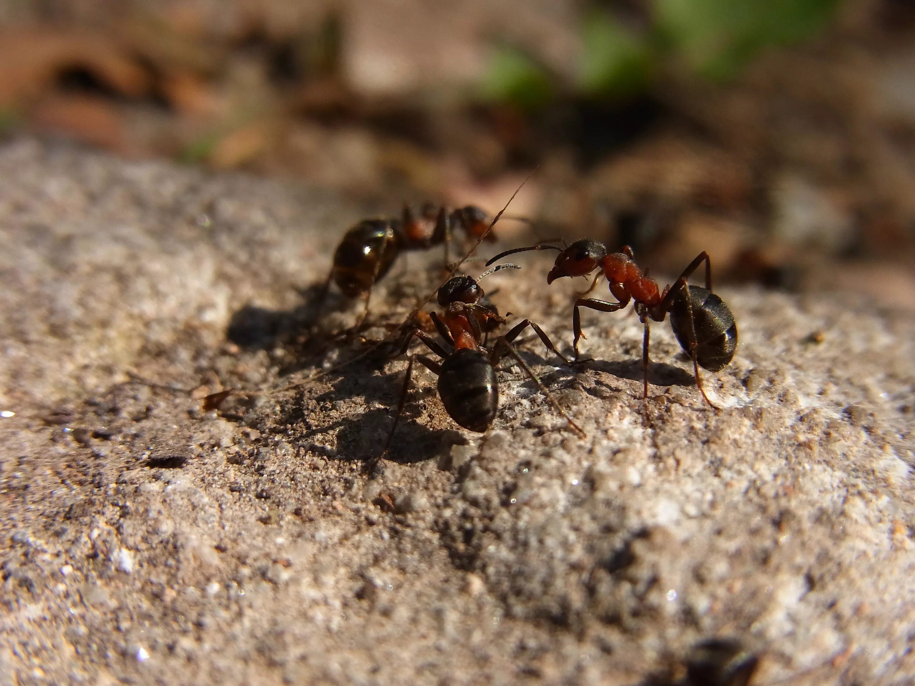 Рыжий Лесной муравей (Formica Rufa). Formica Rufa Муравейник. Королева кочевых муравьев. Формика Руфа.