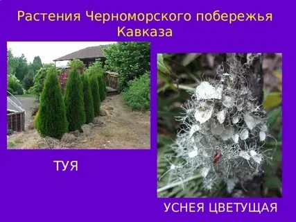 Почему на черноморском побережье богатая растительность