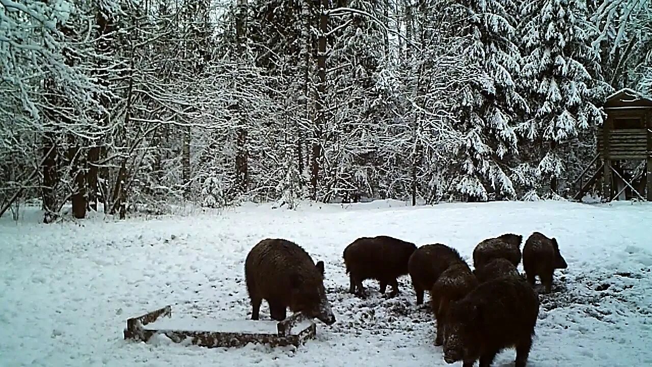 Кабан зимой. Подкормочная площадка для кабана. Кабан зимой в лесу. Дикий кабан зимой в лесу. Лосята увидели в лесу стог сена разбор