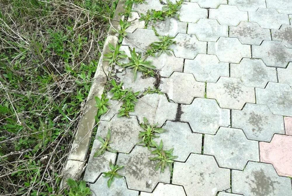 Лучшее средство от травы на кладбище навсегда