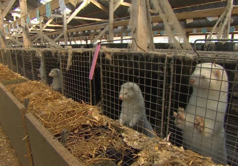 Норковая звероферма в дании. Содержание норки. Норковая звероферма в дании. Зверохозяйство мелковское. Пушные звери на зверофермах.