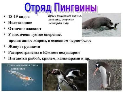 Пингвин к какой группе