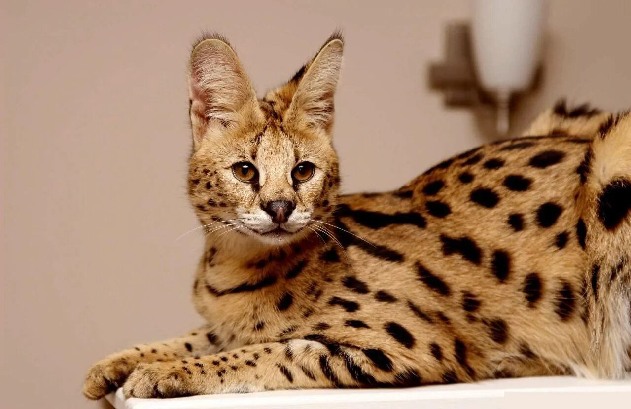 Содержание больших кошек. Сервал ашера саванна. саванна кошка. кошка саванна и сервал. сервал саванна породы кошек.