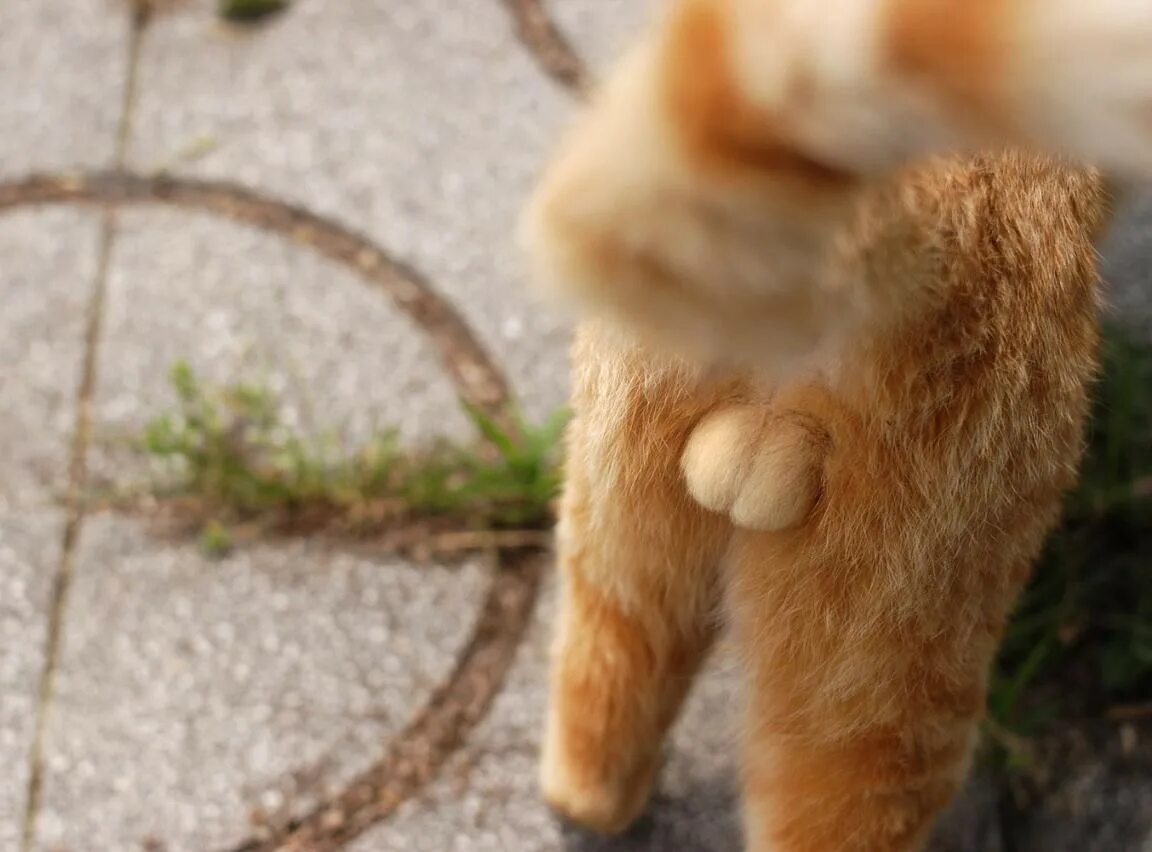 Кот стоит спиной. Яйца кота. пушистые яички. попка кота. пушистые кошачьи яйца.