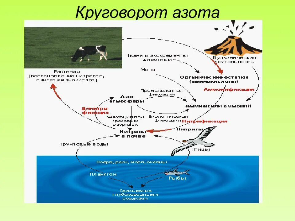 Круговорот это в биологии. Круговорот веществ в природе. Круговорот веществ азота. Круговорот веществ в природе схема. Круговорот веществ в природе азот.