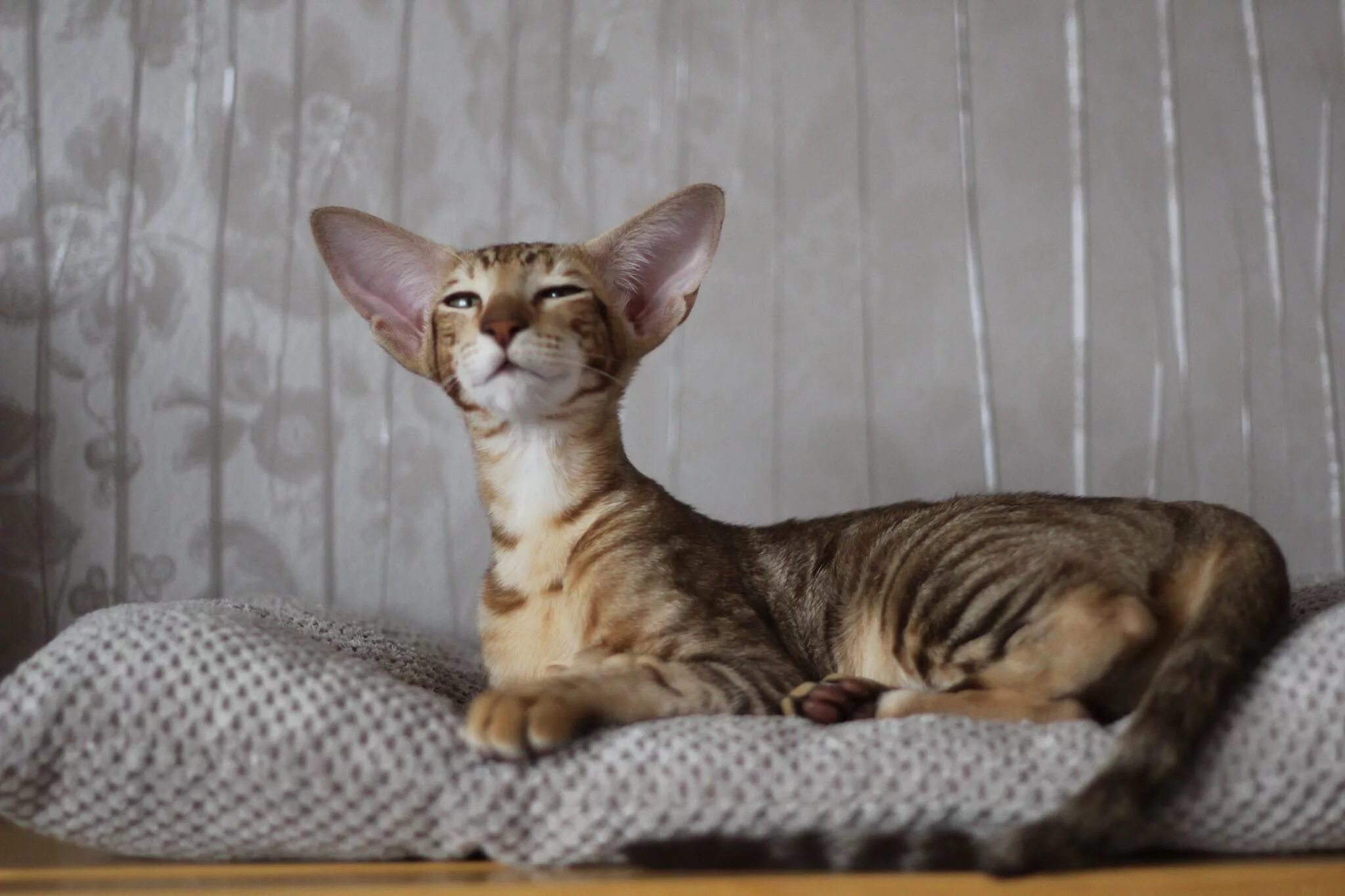 Кот ориентал. Ориентальный кот. Ориентал кот взрослый. Ориентал кот взрослый. Ориентальная кошка черная.