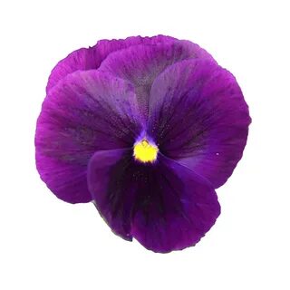 Purple 5