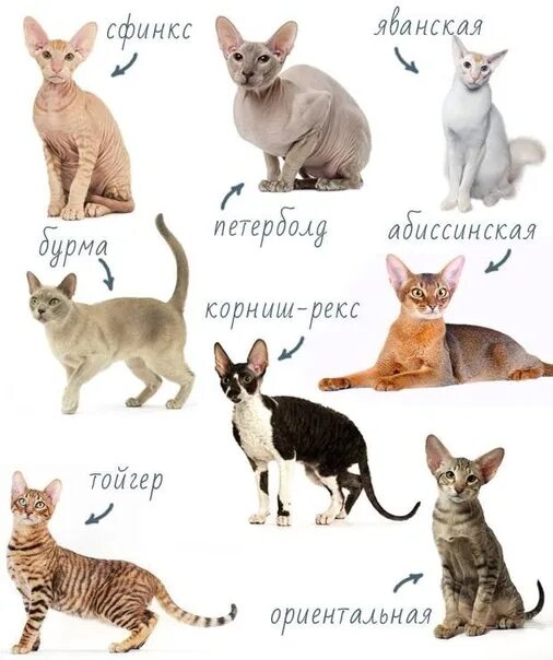 Породы кошек гипоаллергенные с фотографиями и названиями Гипоаллергенные кошки: список пород для аллергиков Заповедник