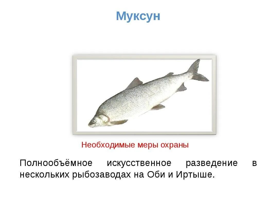 Муксун рыба описание. Муксун. муксун ареал. муксун рыба. муксун рисунок.