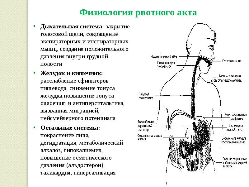 Пищеварение в ротовой полости желудке и кишечнике. Пищеварение в ротовой полости и в желудке. Пищеварение в полости рта и желудка презентация. Акт рвоты физиология.