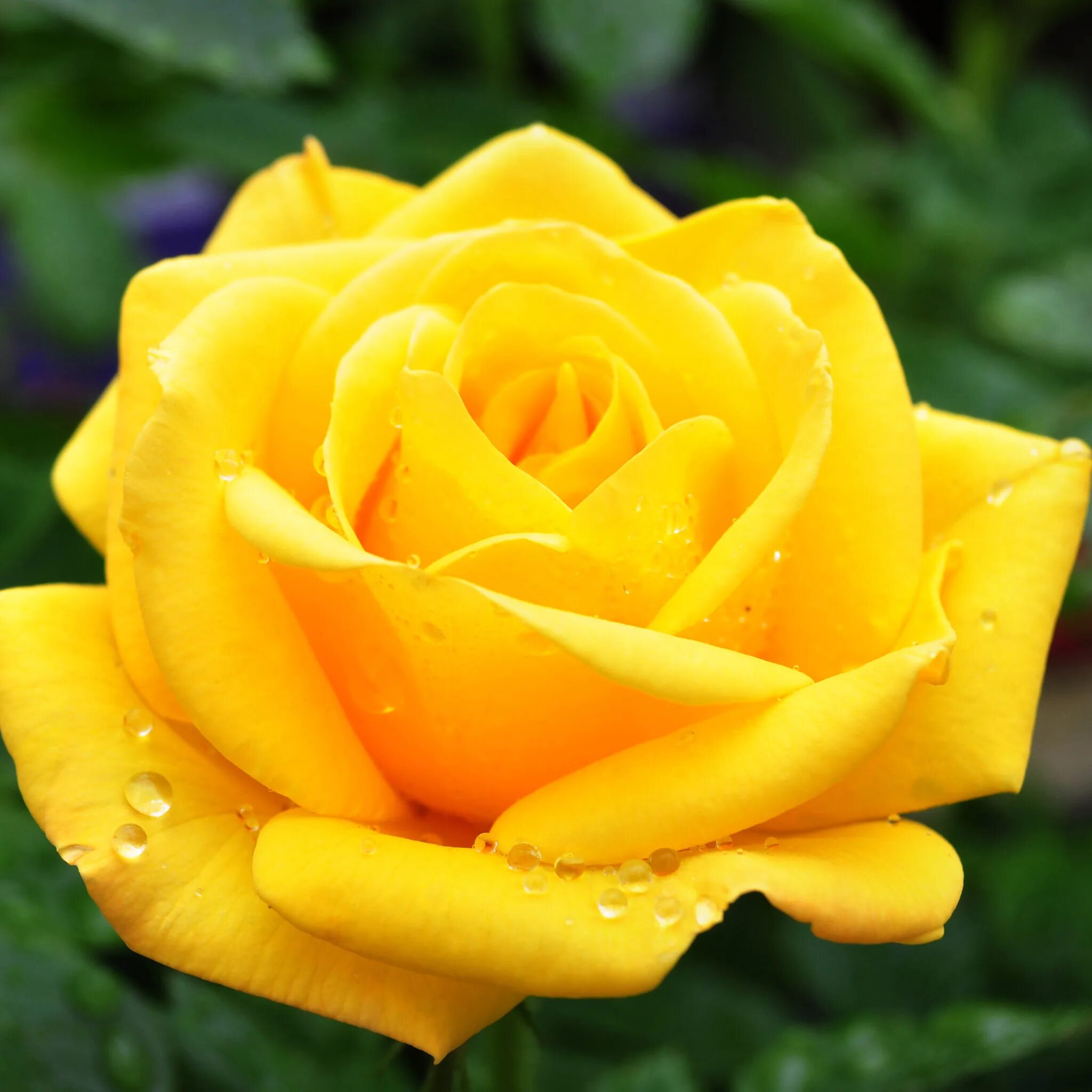 Обои на рабочий стол желтые. Что означают розы на языке цветов. Желтый цвет. Что означает розовый цвет розы. Букет желтых роз открытка.