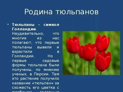 Сколько дней тюльпаны