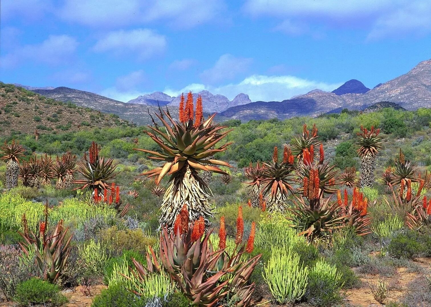 Растения восточной африки. Кейптаун сафари. ЮАР Цветущая Капская провинция.