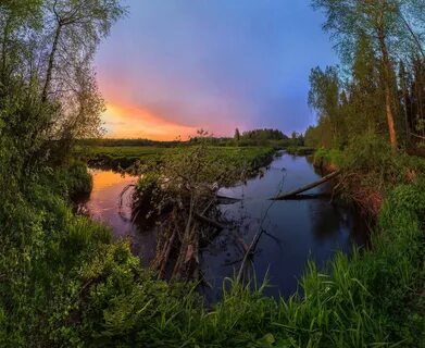 Апрель ленинградская