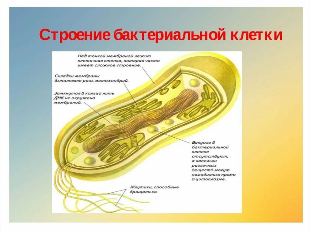 Строение бактериальной клетки 5 класс биология. Строение клетки бактерии 9 класс. Строение бактериальной клетки 9 класс биология. Строение бактериальной клетки 5. Из каких клеток состоят бактерии