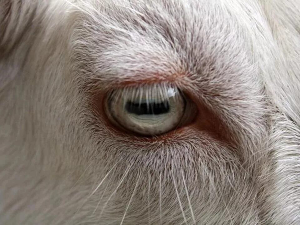 Глазк. Глаза Козлов. Глаза козы. Зрачки козы.