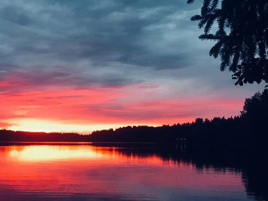 край березовый в малиновой заре. багряный закат. алый цвет зари. малиновый закат. красный закат.