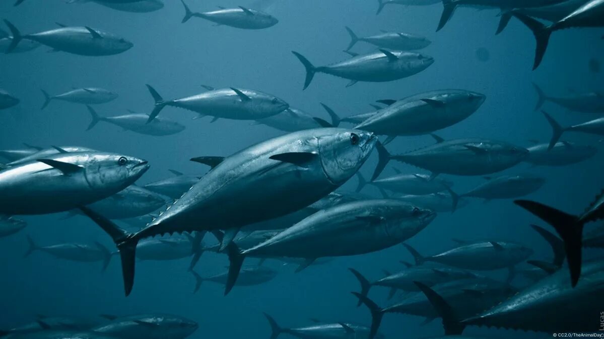Bluefin tuna. Тунец bluefin. atlantic bluefin tuna. тихоокеанский голубой тунец. тихоокеанский голубой тунец миграция.