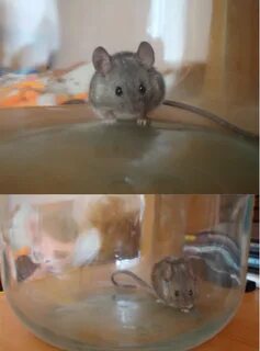 Мыши видно