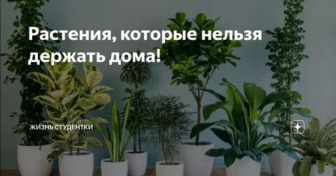 Какие растение нельзя держать дома фото