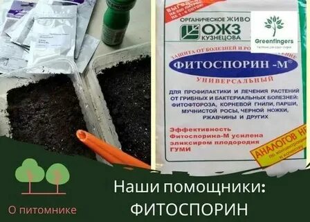 Фитоспорин для земли в теплице осенью