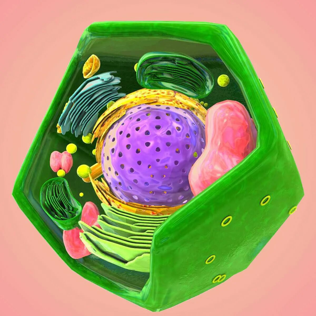 Эукариотическая клетка 3д моделирование. Клетка cellula. Строение растительной клетки 3д. Модель клетки растения.