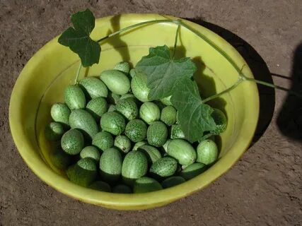 Мелотрия на зиму