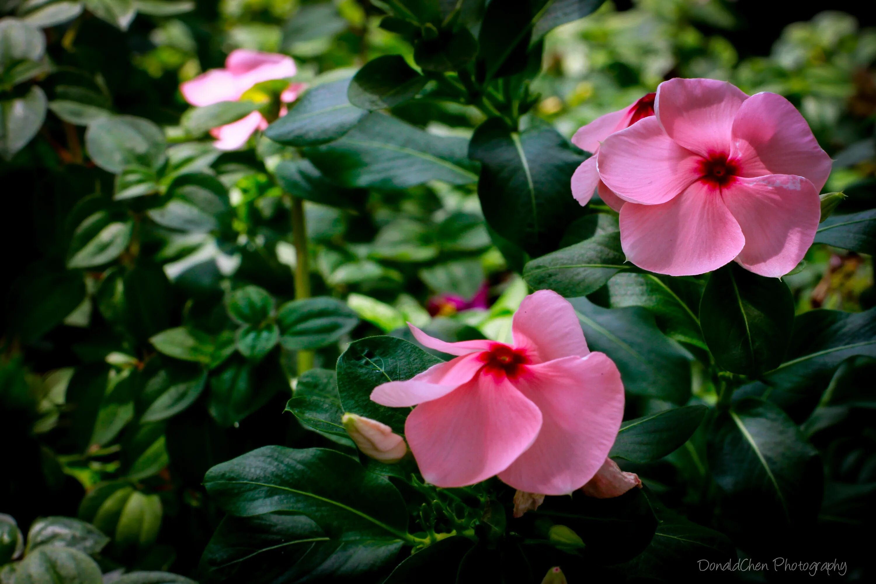 Барвинок розовый. Catharanthus roseus Vinca. Катарантус Аристократ.