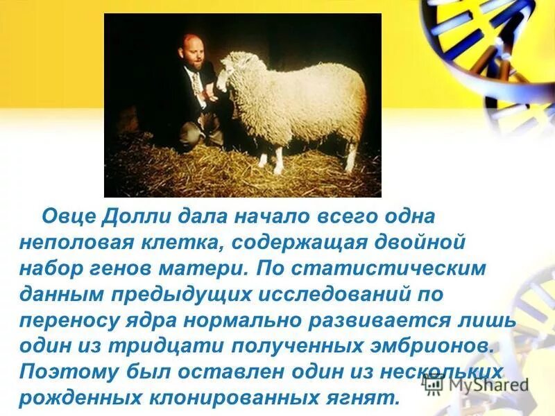 овечка долли песня. овечка долли песня. овечка долли песня. холли долли. овечка долли клонирование.