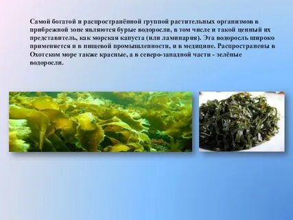 Зеленые бурые водоросли