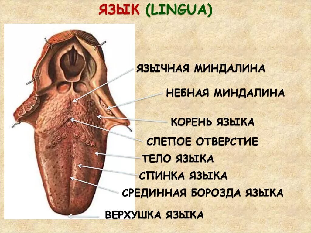 Язычная миндалина анатомия. Язычная миндалина строение.