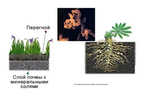 Роль бактерий в природе 5 класс биология