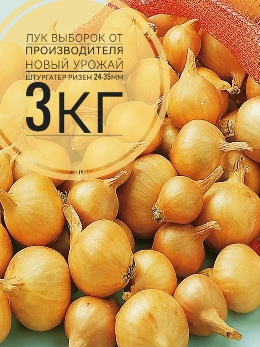 Лук севок зимний сорт. Лук севок шалот. лук севок шалот семейный. лук-севок штутгартер ризен. лук шалот голден гурмет.