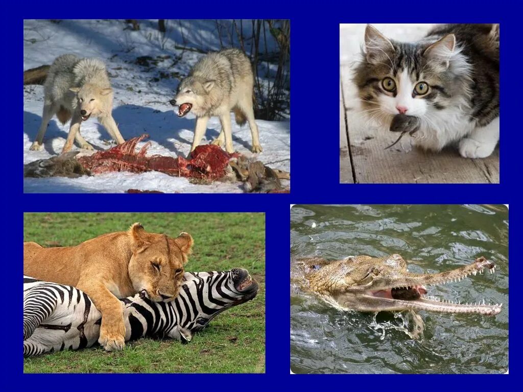 Хищничество является примером. Биотические факторы хищничество. Взаимоотношение хищничество. Взаимоотношения животных хищничество. Хищничество презентация.