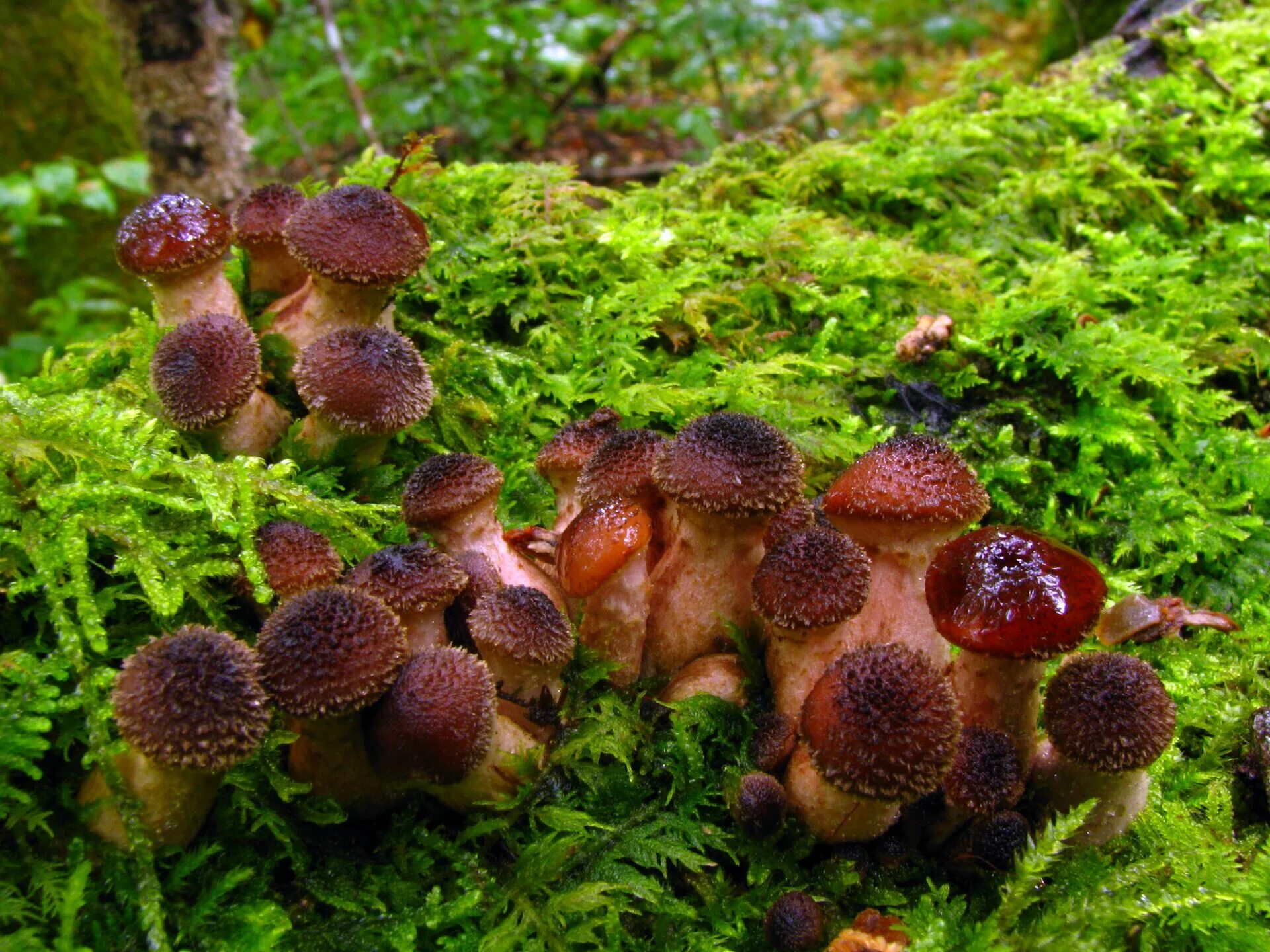 Опёнок толстоногий. Опята грибы. Armillaria Gallica. Опенок, Armillaria. Грузинский гриб