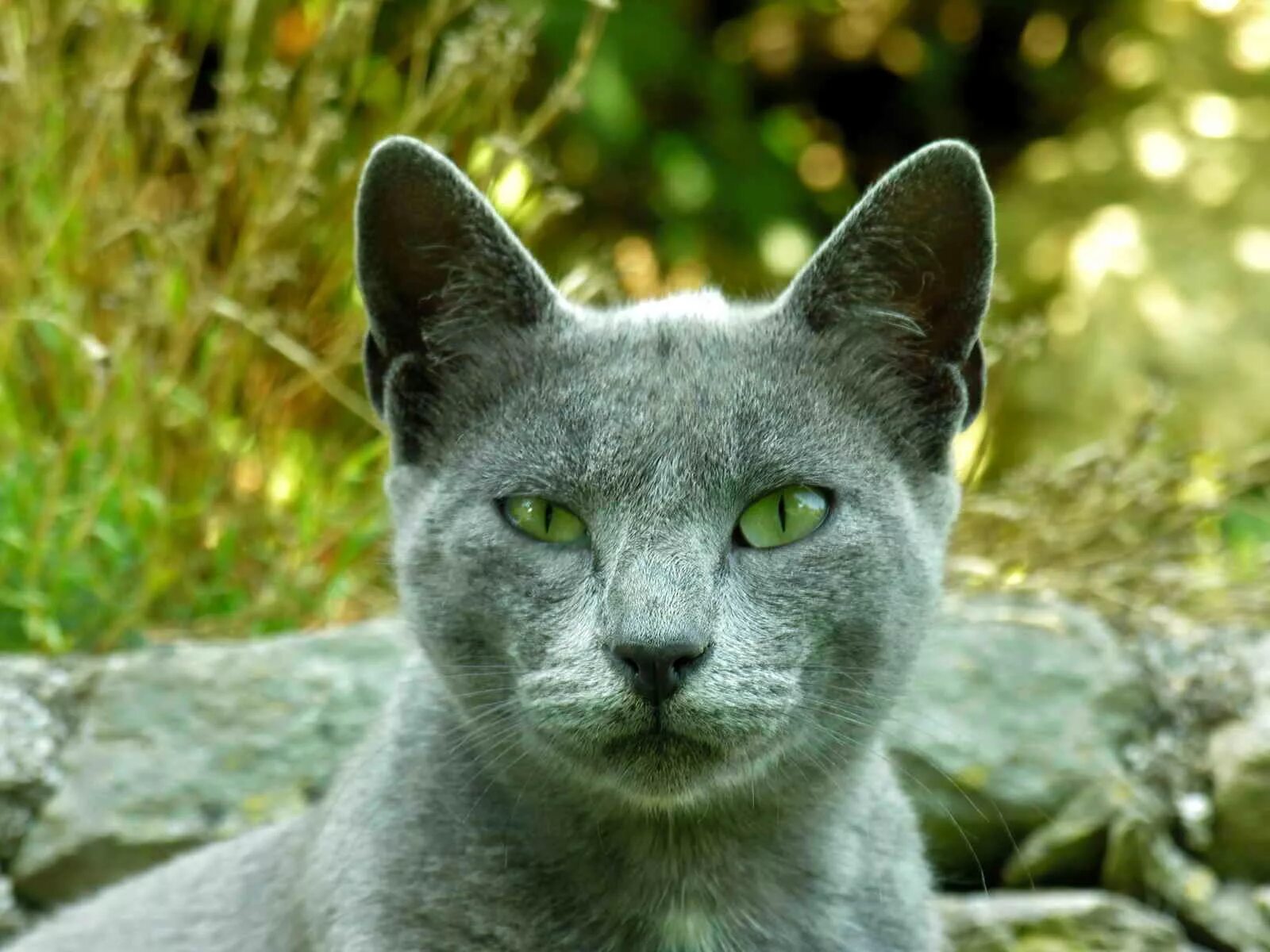 French cat. Картезианская кошка шартрез. Корат шартрез Картезианская кошка. Шартрез порода кошек. Британская короткошёрстная кошка шартрез.