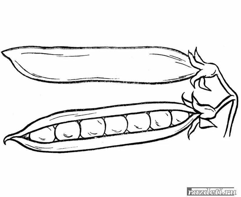 Овощи раскраска для детей. Горох раскраска для детей. Стручок гороха раскраска. Раскраска овощи горох. Горох карандашом