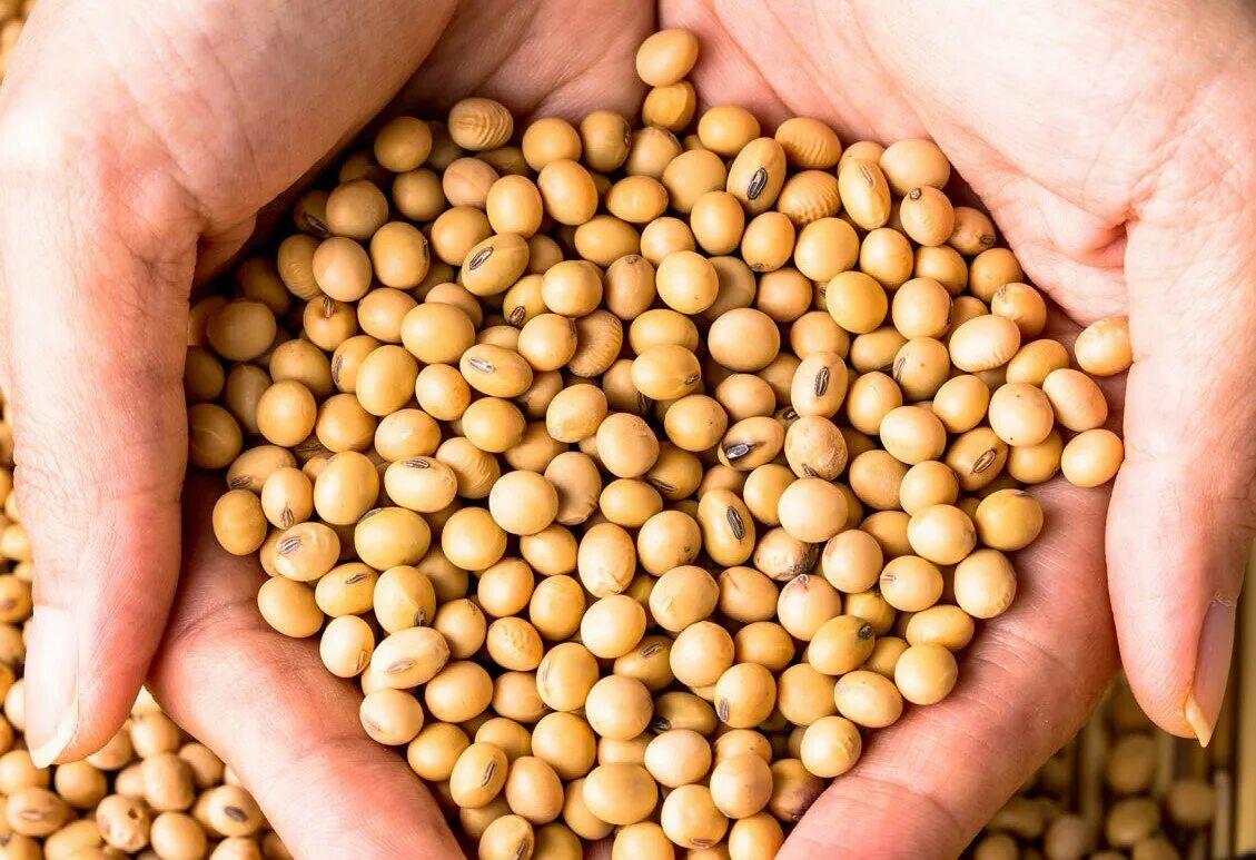 семена соя дока. Glycine soja семена. семена сои. соевые бобы. семена сои.