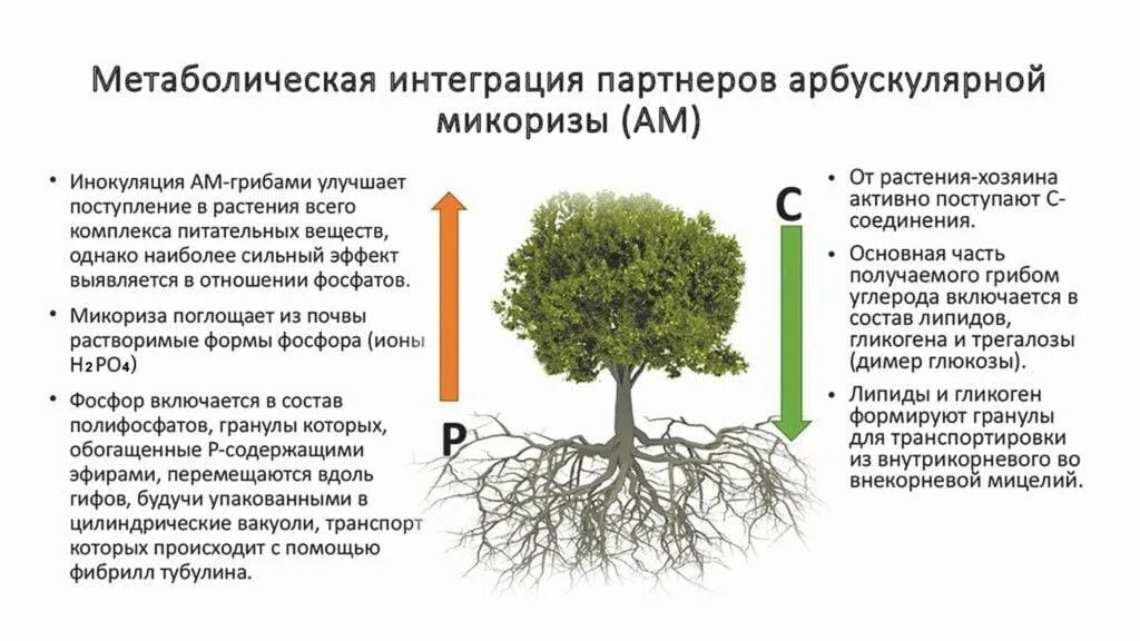 Некоторые грибы растут на корнях определенных