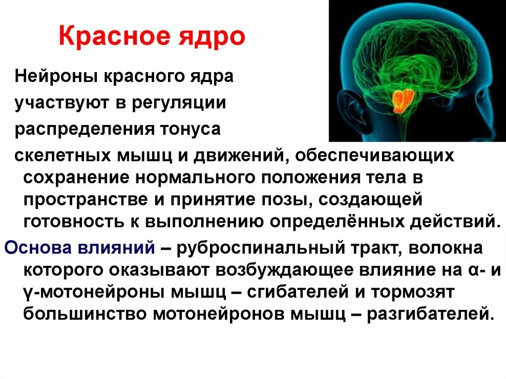 Какова роль мозга. Красные ядра среднего мозга функции. Красное ядро среднего мозга выполняет функцию:. Красные ядра среднего мозга обеспечивают функцию. Красное ядро среднего мозга выполняется функцию.